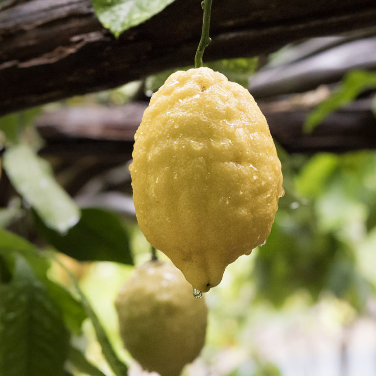 mutant iso surge 727g